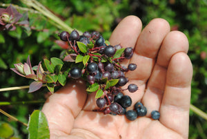 Wild Andean Blueberry, organic, mortino