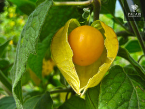 Golden Berries, Physalis